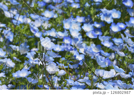 長居植物園のネモフィラ 長居植物園のネモフィラ 126802987