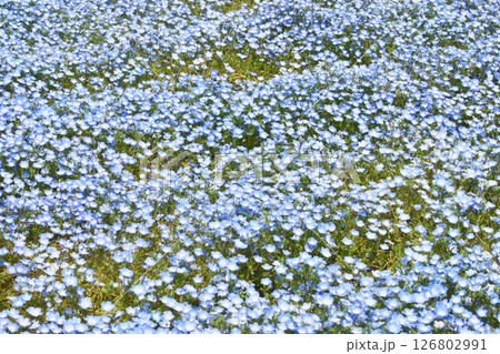 長居植物園のネモフィラ 長居植物園のネモフィラ 126802991
