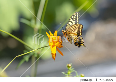 キアゲハ 126803009