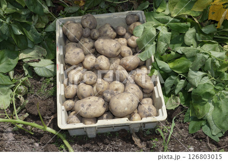 家庭菜園ジャガイモの収穫 126803015