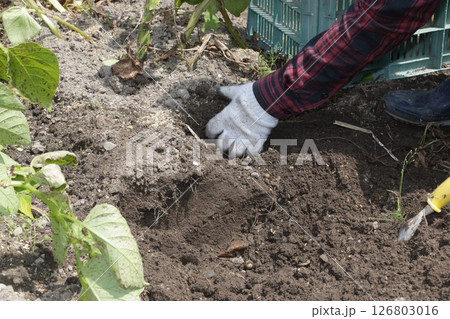 家庭菜園ジャガイモの収穫 家庭菜園ジャガイモの収穫 126803016