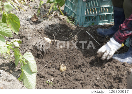 家庭菜園ジャガイモの収穫 家庭菜園ジャガイモの収穫 126803017