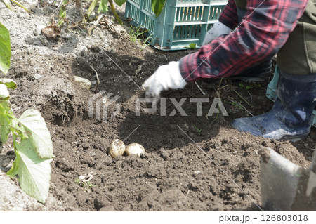 家庭菜園ジャガイモの収穫 126803018