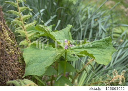 ミヤマエンレイソウ（ムラサキエンレイソウ）【山野草】長野県八千穂高原・5月 126803022