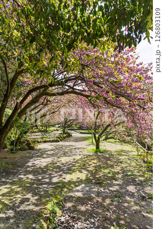 うららかな春日和の光芒に映える八重桜風景 「不動尊一心寺の桜(大分県)」 うららかな春日和の光芒に映える八重桜風景 「不動尊一心寺の桜(大分県)」 126803109