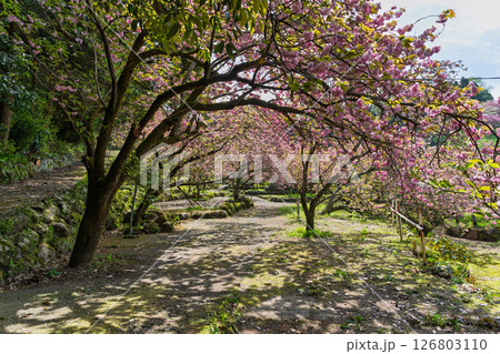 うららかな春日和の光芒に映える八重桜風景 「不動尊一心寺の桜(大分県)」 うららかな春日和の光芒に映える八重桜風景 「不動尊一心寺の桜(大分県)」 126803110