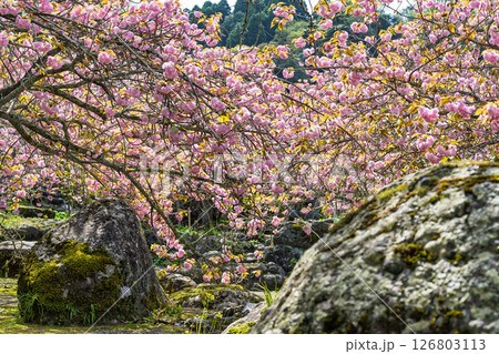 うららかな春日和の光芒に映える八重桜風景　「不動尊一心寺の桜(大分県)」 126803113