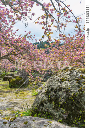 うららかな春日和の光芒に映える八重桜風景 「不動尊一心寺の桜(大分県)」 うららかな春日和の光芒に映える八重桜風景 「不動尊一心寺の桜(大分県)」 126803114