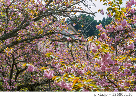 うららかな春日和の光芒に映える八重桜風景　「不動尊一心寺の桜(大分県)」 126803116
