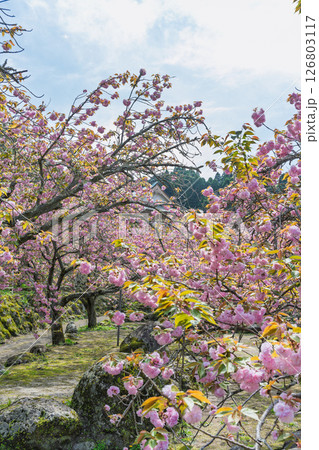 うららかな春日和の光芒に映える八重桜風景　「不動尊一心寺の桜(大分県)」 126803117