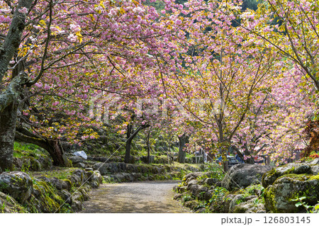 うららかな春日和の光芒に映える八重桜風景 「不動尊一心寺の桜(大分県)」 うららかな春日和の光芒に映える八重桜風景 「不動尊一心寺の桜(大分県)」 126803145