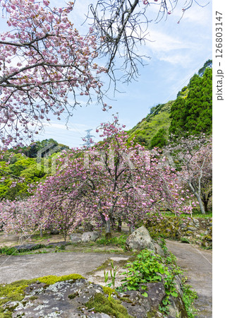うららかな春日和の光芒に映える八重桜風景　「不動尊一心寺の桜(大分県)」 126803147