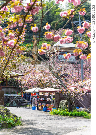 うららかな春日和の光芒に映える八重桜風景　「不動尊一心寺の桜(大分県)」 126803152