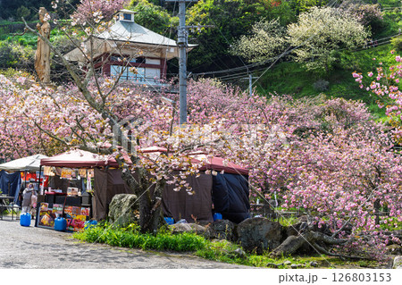 うららかな春日和の光芒に映える八重桜風景 「不動尊一心寺の桜(大分県)」 うららかな春日和の光芒に映える八重桜風景 「不動尊一心寺の桜(大分県)」 126803153