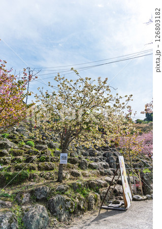 うららかな春日和の光芒に映える桜と境内から観える風景　「不動尊一心寺の桜(大分県)」 126803182