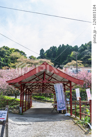 うららかな春日和の光芒に映える桜と境内から観える風景　「不動尊一心寺の桜(大分県)」 126803184
