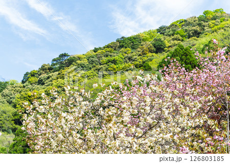 うららかな春日和の光芒に映える桜と境内から観える風景　「不動尊一心寺の桜(大分県)」 126803185