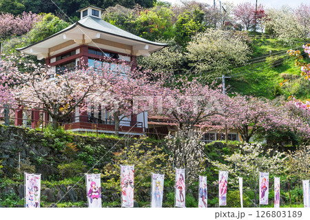うららかな春日和の光芒に映える桜と境内から観える風景 「不動尊一心寺の桜(大分県)」 うららかな春日和の光芒に映える桜と境内から観える風景 「不動尊一心寺の桜(大分県)」 126803189