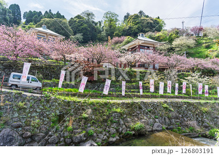 うららかな春日和の光芒に映える桜と境内から観える風景　「不動尊一心寺の桜(大分県)」 126803191