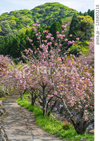うららかな春日和の光芒に映える桜と境内から観える風景 「不動尊一心寺の桜(大分県)」 うららかな春日和の光芒に映える桜と境内から観える風景 「不動尊一心寺の桜(大分県)」 126803218