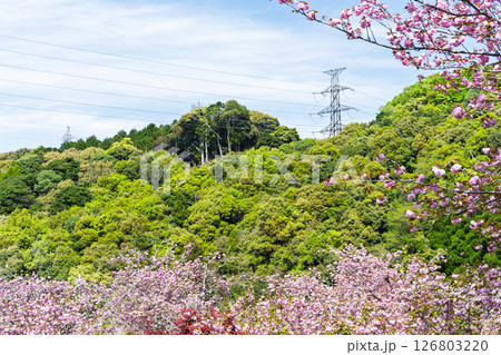 うららかな春日和の光芒に映える桜と境内から観える風景　「不動尊一心寺の桜(大分県)」 126803220