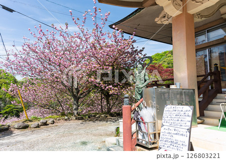 うららかな春日和の光芒に映える桜と境内から観える風景　「不動尊一心寺の桜(大分県)」 126803221