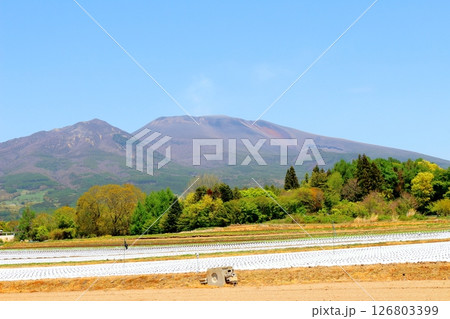 5月の浅間山と高原野菜畑　　　信州の山々　　　信州の風景 126803399