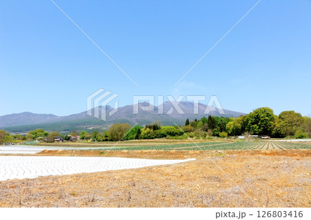 5月の浅間山と高原野菜畑　　　信州の山々　　　信州の風景 126803416