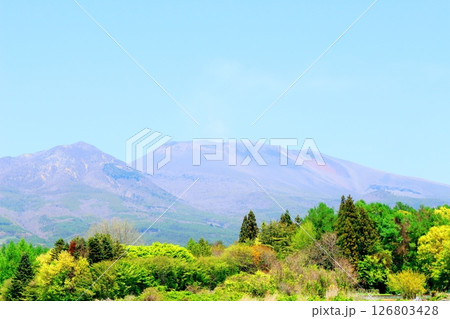5月の浅間山と高原野菜畑　　　信州の山々　　　信州の風景 126803428