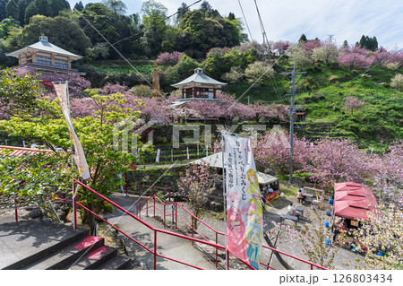うららかな春日和の光芒に映える八重桜と境内から観える風景　「不動尊一心寺の桜(大分県)」 126803434