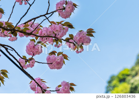 うららかな春日和の光芒に映える八重桜と空　「不動尊一心寺の桜(大分県)」 126803436