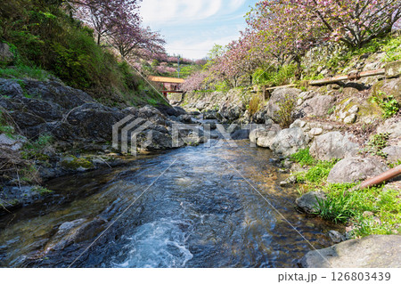 うららかな春日和の光芒に映える八重桜と境内から観える風景 「不動尊一心寺の桜(大分県)」 うららかな春日和の光芒に映える八重桜と境内から観える風景 「不動尊一心寺の桜(大分県)」 126803439
