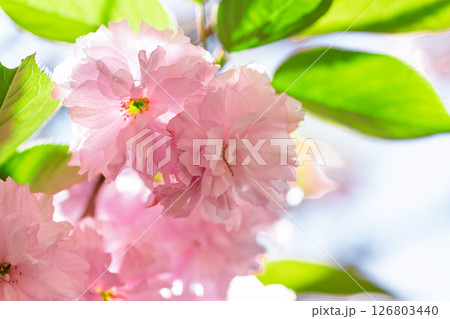 うららかな春日和の光芒に映える八重桜　「不動尊一心寺の桜(大分県)」 126803440