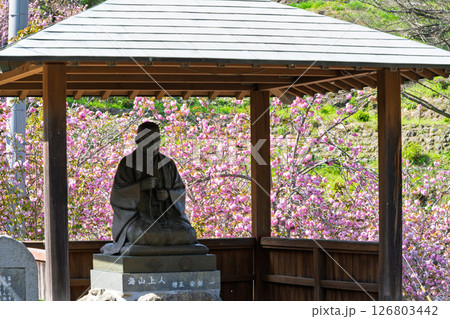 うららかな春日和の光芒に映える八重桜と境内から観える風景 「不動尊一心寺の桜(大分県)」 うららかな春日和の光芒に映える八重桜と境内から観える風景 「不動尊一心寺の桜(大分県)」 126803442