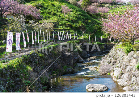 うららかな春日和の光芒に映える八重桜と境内から観える風景　「不動尊一心寺の桜(大分県)」 126803443