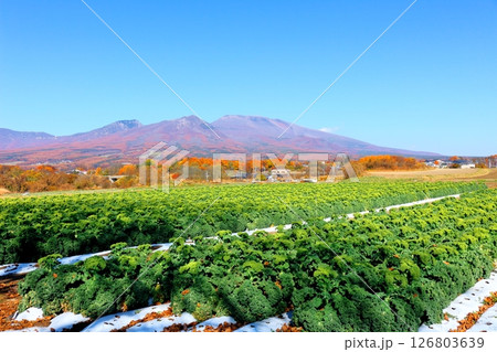 11月の紅葉の浅間山　　　信州の山々　　　信州の風景 126803639