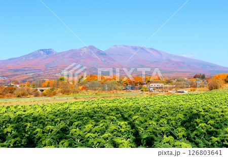 11月の紅葉の浅間山　　　信州の山々　　　信州の風景 126803641