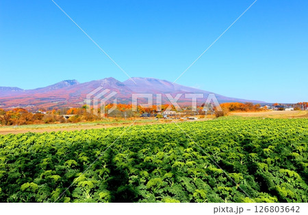 11月の紅葉の浅間山　　　信州の山々　　　信州の風景 126803642