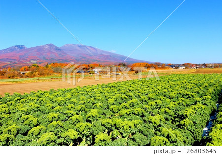 11月の紅葉の浅間山 信州の山々 信州の風景 11月の紅葉の浅間山 信州の山々 信州の風景 126803645