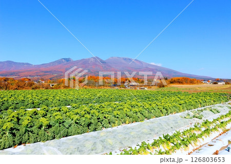 11月の紅葉の浅間山　　　信州の山々　　　信州の風景 126803653