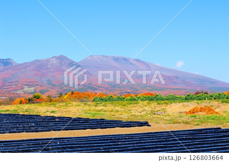 11月の紅葉の浅間山 信州の山々 信州の風景 11月の紅葉の浅間山 信州の山々 信州の風景 126803664