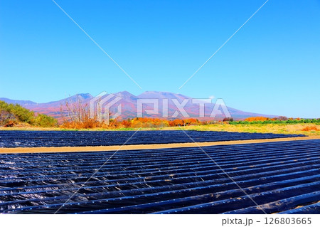 11月の紅葉の浅間山 信州の山々 信州の風景 11月の紅葉の浅間山 信州の山々 信州の風景 126803665