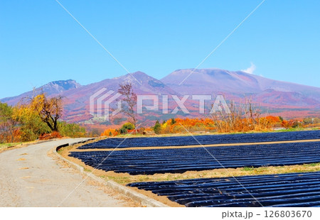 11月の紅葉の浅間山 信州の山々 信州の風景 11月の紅葉の浅間山 信州の山々 信州の風景 126803670