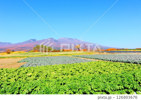 11月の紅葉の浅間山 信州の山々 信州の風景 11月の紅葉の浅間山 信州の山々 信州の風景 126803676
