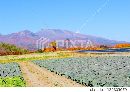 11月の紅葉の浅間山　　　信州の山々　　　信州の風景 126803679