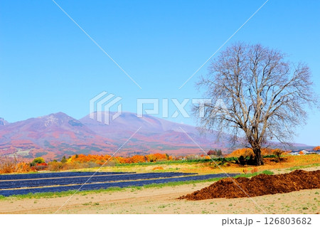 11月の紅葉の浅間山 信州の山々 信州の風景 11月の紅葉の浅間山 信州の山々 信州の風景 126803682
