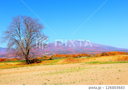 11月の紅葉の浅間山 信州の山々 信州の風景 11月の紅葉の浅間山 信州の山々 信州の風景 126803683
