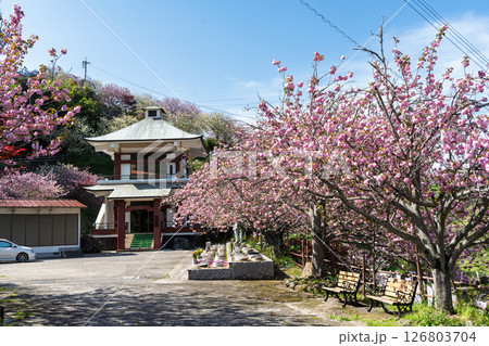 うららかな春日和の光芒に映える八重桜と境内から観える風景 「不動尊一心寺の桜(大分県)」 うららかな春日和の光芒に映える八重桜と境内から観える風景 「不動尊一心寺の桜(大分県)」 126803704