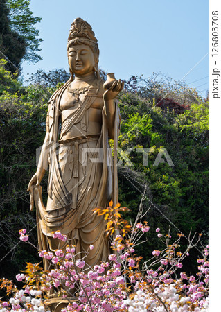 うららかな春日和と薬師観音像　「不動尊一心寺の桜(大分県)」 126803708