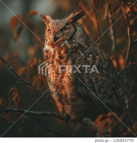 夕暮れ時の梟 126803770